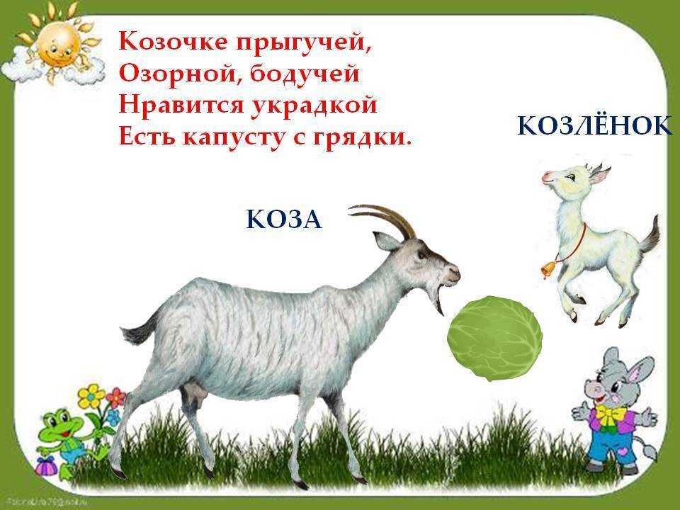 Загадка о козе для детей 6 лет. загадка про козла. привет из глубины веков. короткие загадки про козла