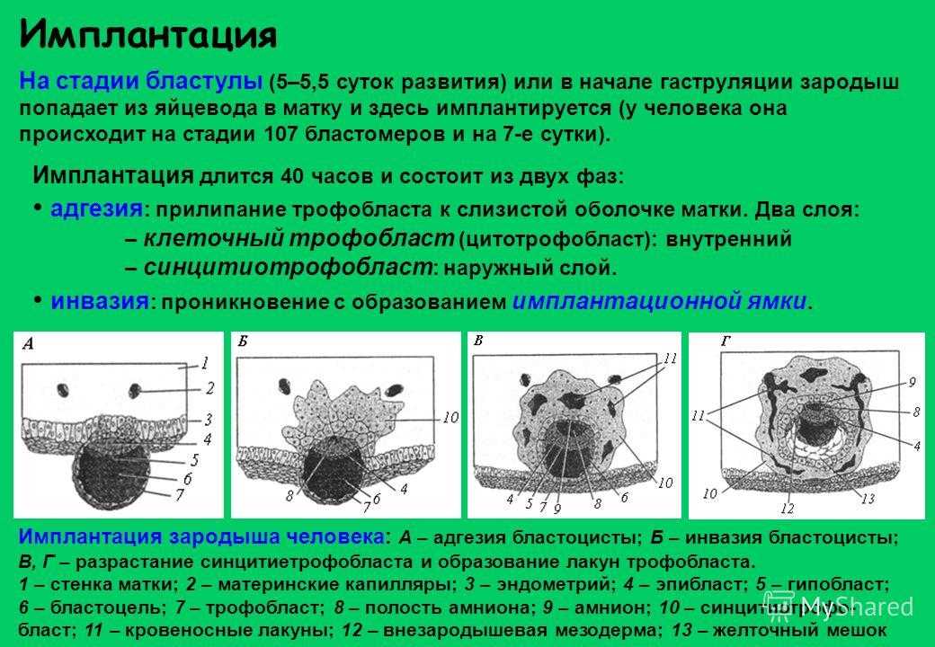 Некоторые важные закономерности пренатального онтогенеза человека