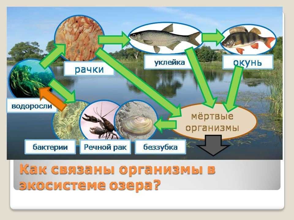Что такое озеро? краткое объяснение и основные характеристики