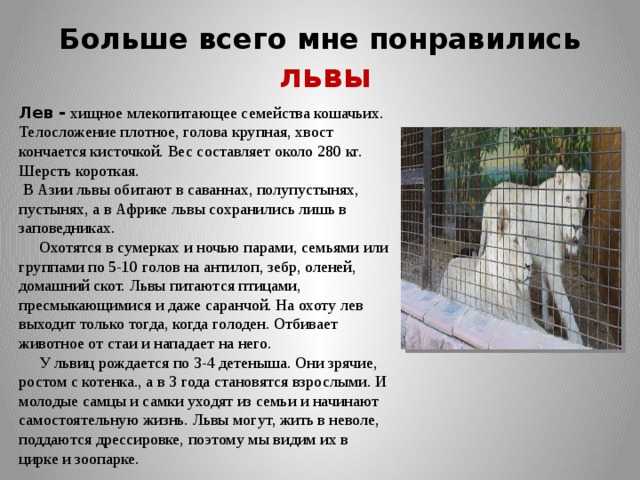 «зоопарк»: 8 сочинений для школы 2023 года