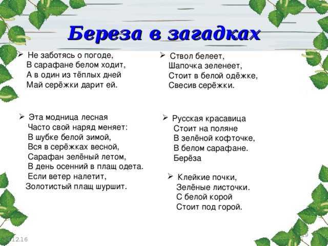 Загадки про березу для детей: 80 новых головоломок для дошкольников и учеников 1, 2, 3, 4 классов / mama66.ru