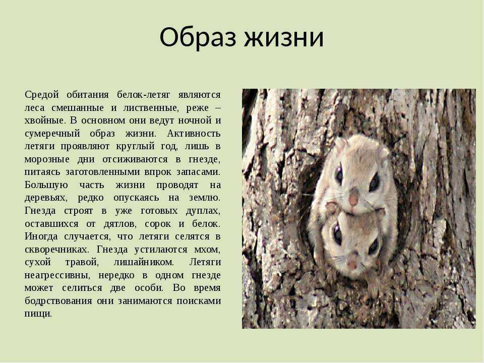 Приспособленность организмов к среде обитания - виды, черты характера