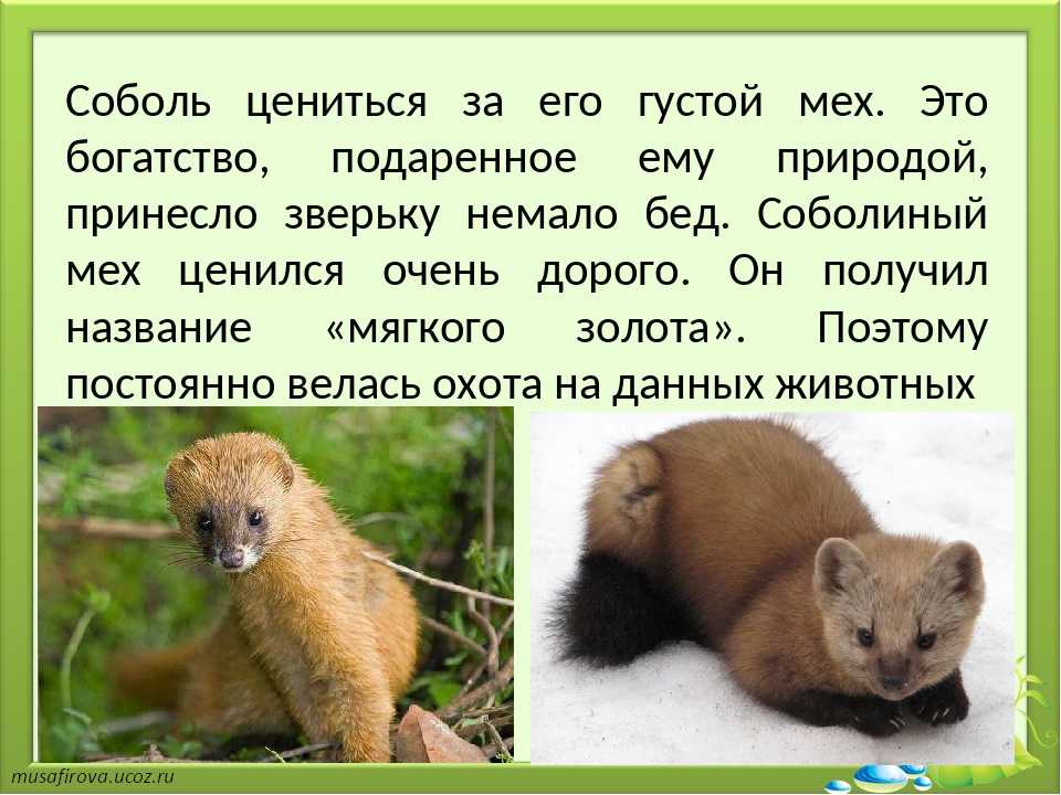 Соболь животное. описание, особенности, виды, образ жизни и среда обитания соболя