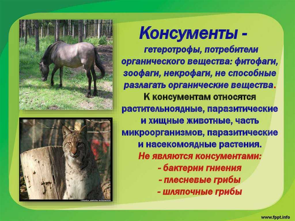 Что такое фитофаги и зоофаги