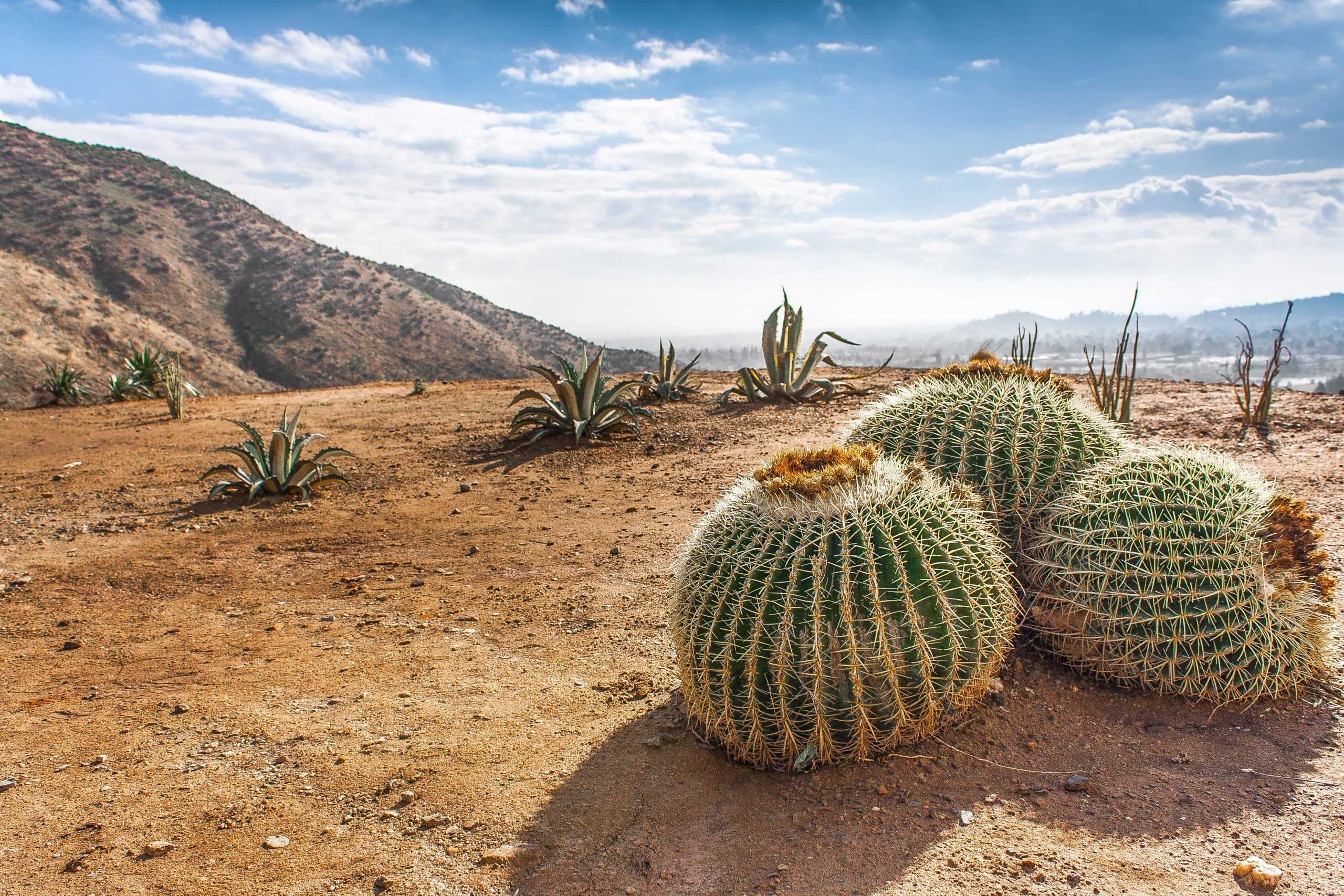 Как кактусы приспособлены к жизни в пустыне