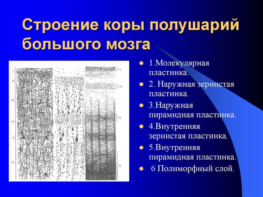 Как устроена кора головного мозга?