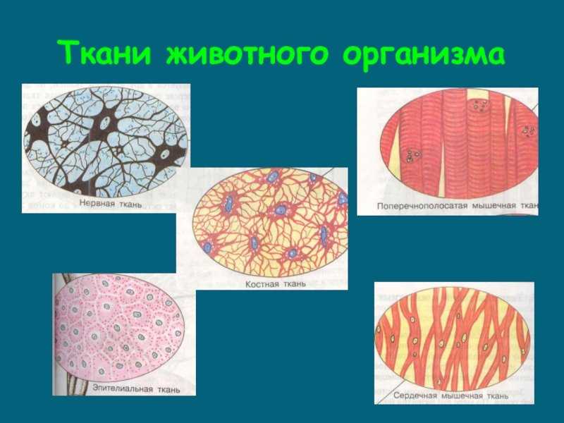 Виды животной ткани
