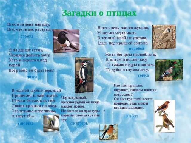 Загадки про птиц для детей с ответами: 235 лучших загадок про домашних, перелетных и зимующих птиц / mama66.ru