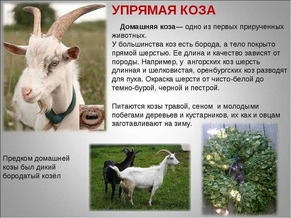 185 добрых и смешных загадок про животных для детей — изучаем животный мир
