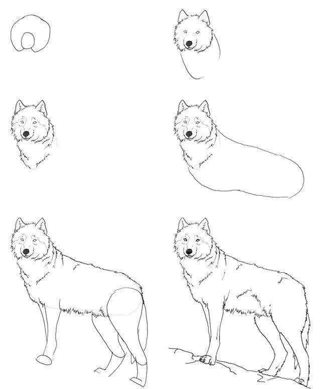 Как нарисовать волка карандашом: легкий мастер-класс для детей и начинающих по рисованию красивого волка (110 фото эскизов)