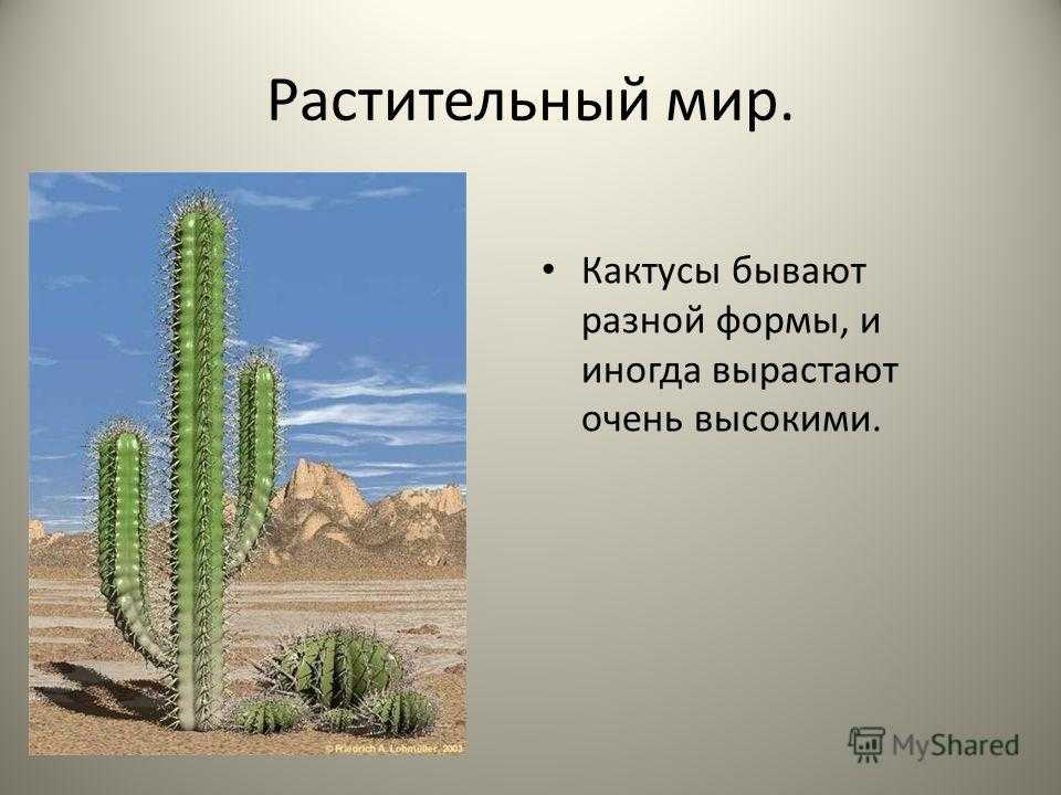 Относительный характер приспособления кактуса к среде обитания