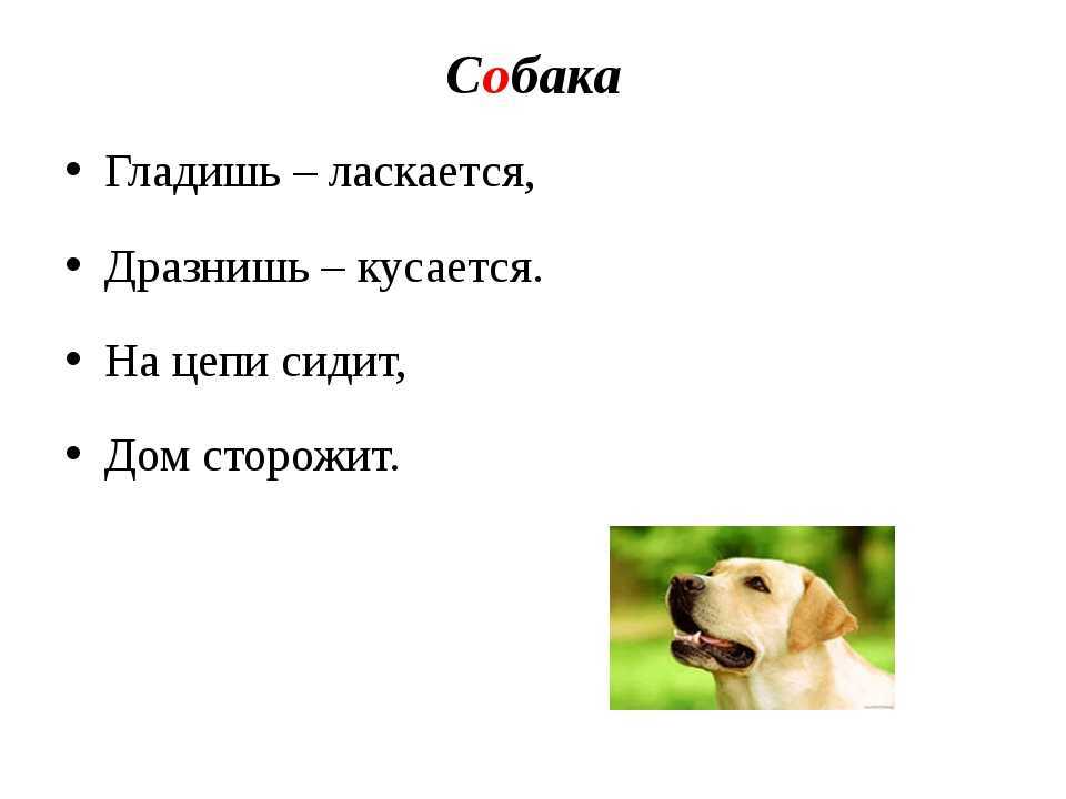 Загадки про животных с ответами для 2-3 класса