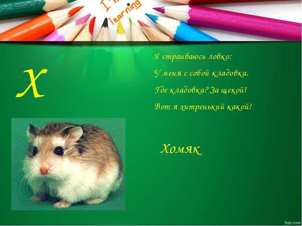 Загадки о домашних животных для детей