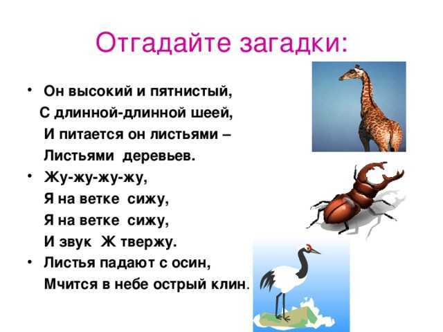 Загадки на правописание букв
