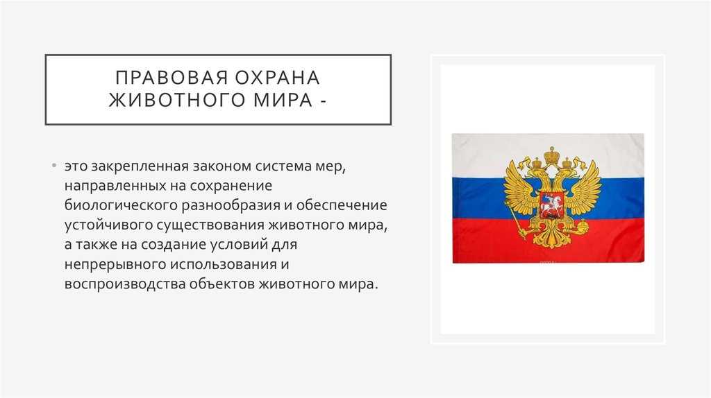 Доклад-сообщение охрана животных 2, 3, 7 класс
