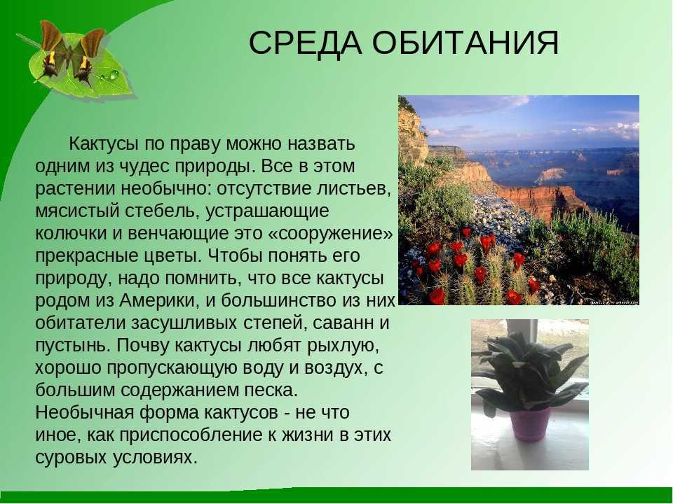 Биологическая роль адаптации кактуса - ogorodexp.ru