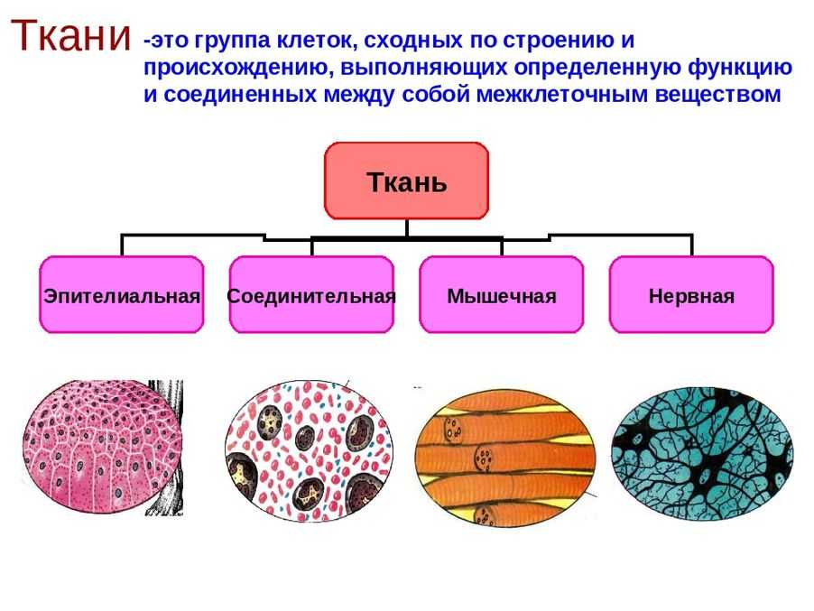 Какие типы тканей присутствуют у животных