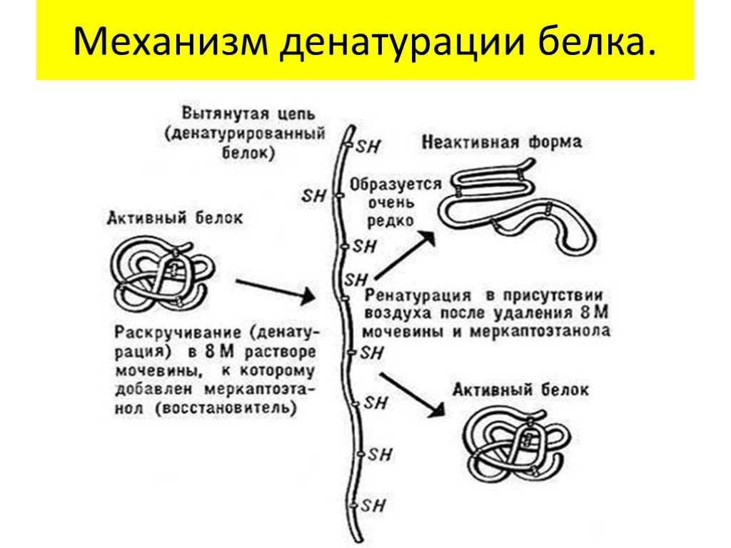 Ренатурация белка: восстановление его естественной структуры
