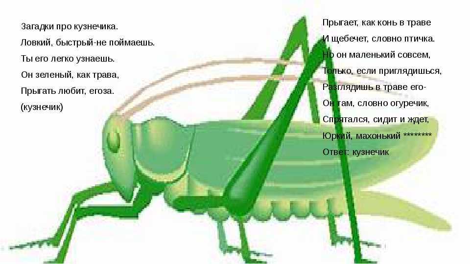 Загадки про ежа - подготовка к школе и развивающие задания для детей мама7я