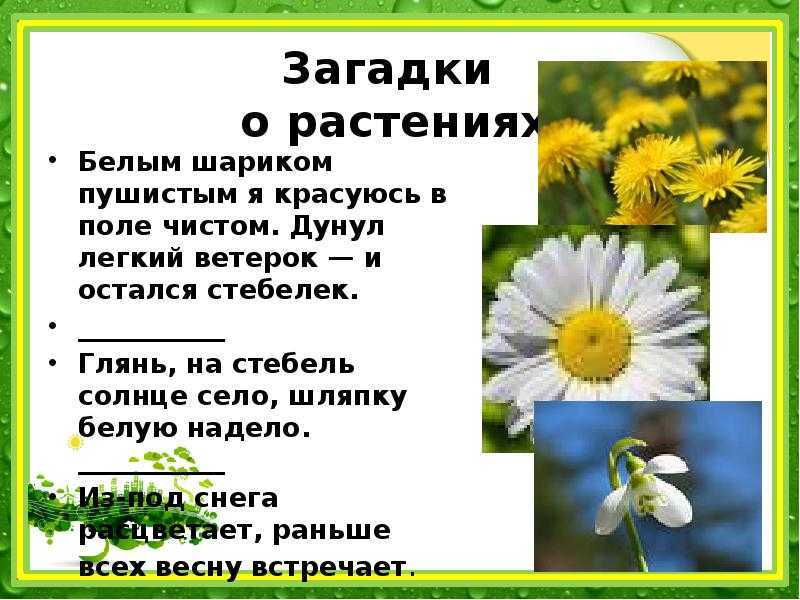 Детские загадки про цветы: комнатные, полевые, луговые и садовые. загадки с ответами про лекарственные травы и растения