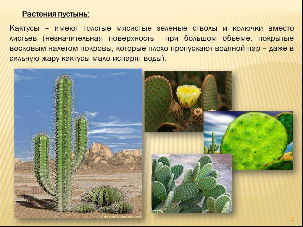 Биологическая роль адаптации кактуса - ogorod.guru