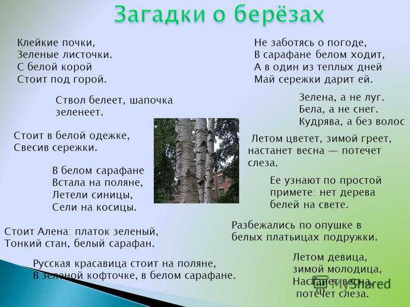 Загадки про дерево для квеста