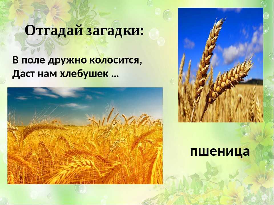 Подборка загадок для квеста
