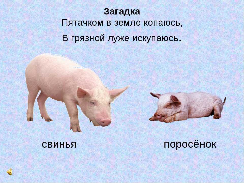 Загадки обманки материал (подготовительная группа) на тему. логические загадки для начальных классов