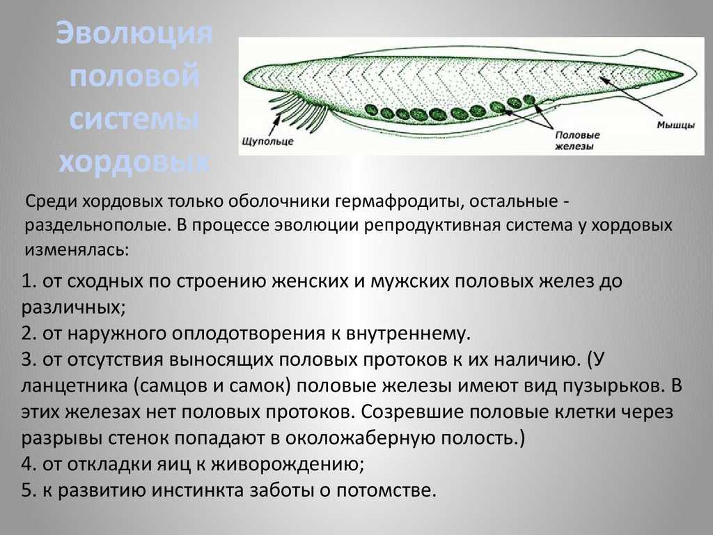 Гаструляция у млекопитающих
