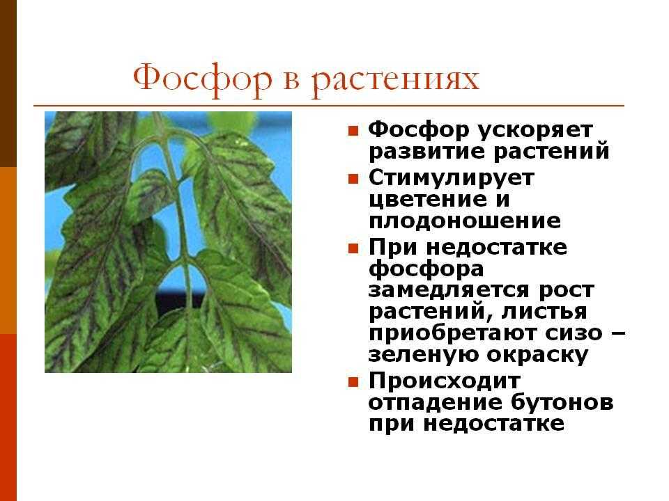 Составьте схему круговорота и покажите перемещение фосфорсодержащих соединений. круговорот фосфора - реферат