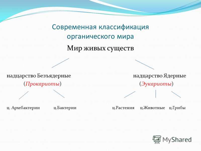 Эукариоты