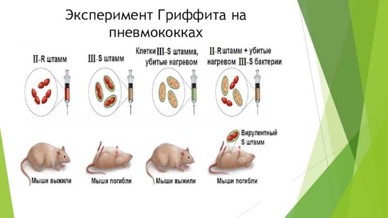 Биология клетки/часть 1. клетка как она есть/3/1 — викиучебник