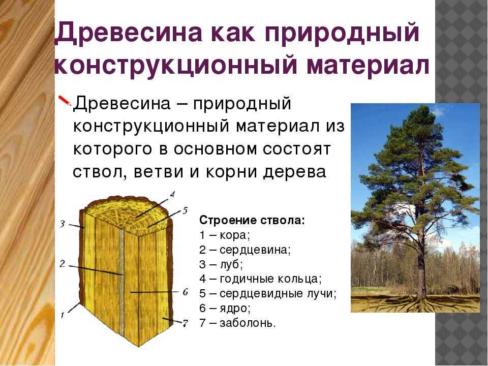 Древесина - универсальный конструкционный материал как для строительства домов и бань, так и для изготовления поделок и мебели своими руками