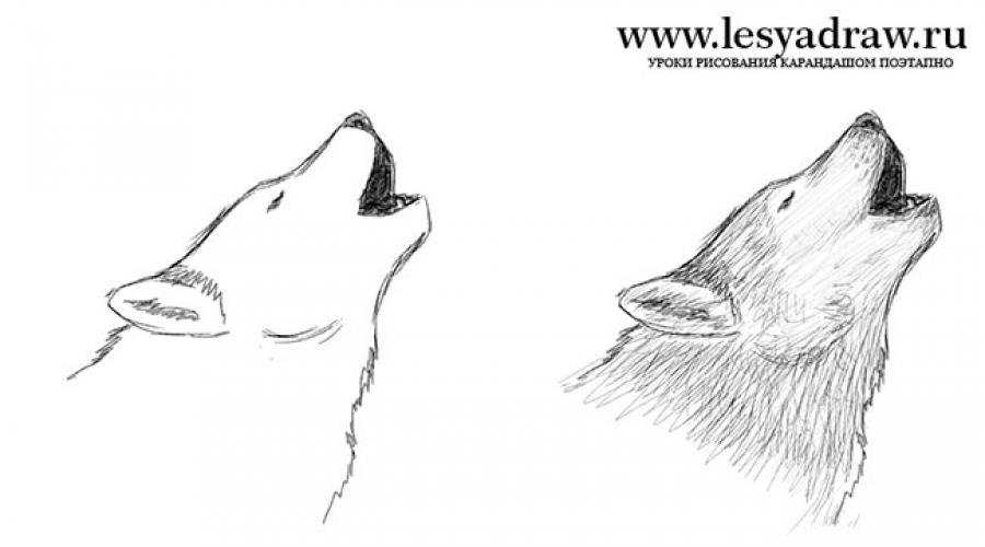 Как красиво нарисовать волка пошагово: учимся рисовать волка своими руками, урок по созданию эскиза от художника