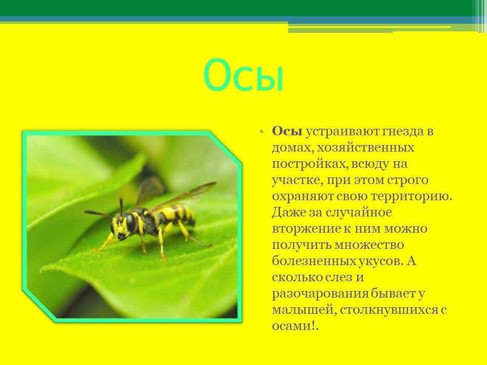 Описание ос: внешний вид, разновидности и их особенности, сколько живет оса