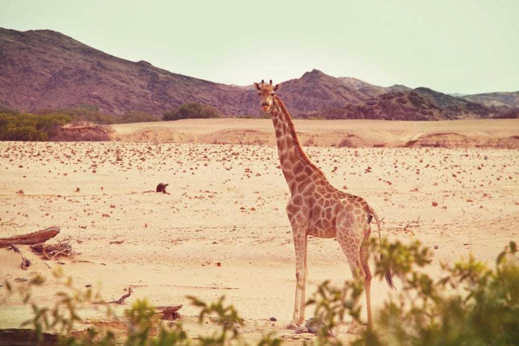 Жираф - фото животного, рост, вес, описание, интересные факты
