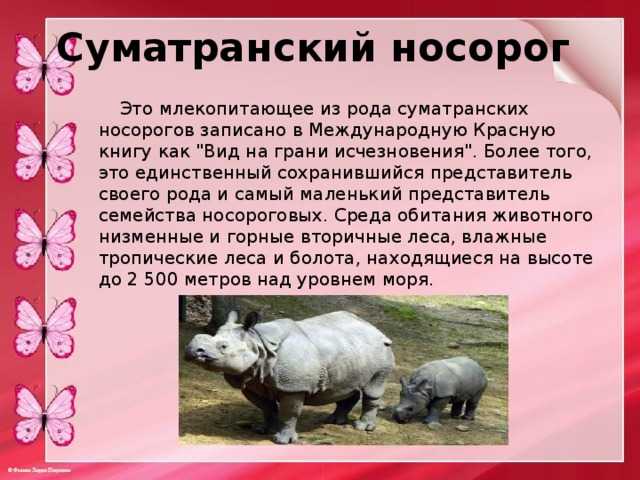 Красная книга россии (окружающий мир) - примеры животных и растений — природа мира
