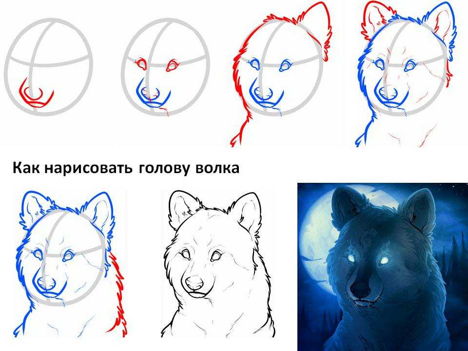 Как нарисовать волка карандашом (325 фото): легкие поэтапные уроки для начинающих
