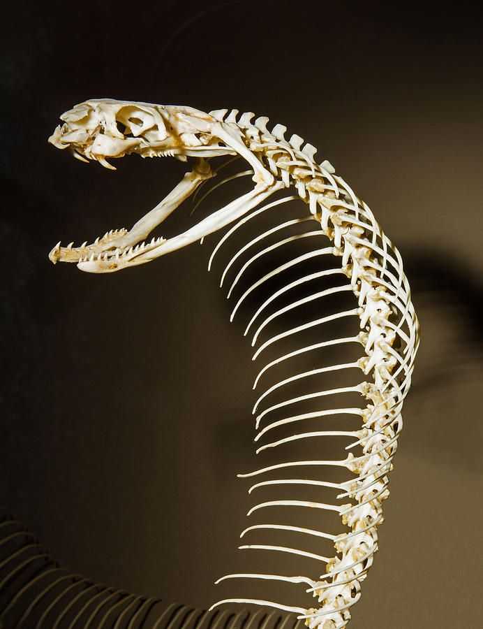 Есть ли у змеи кости? особенности строения скелета змей