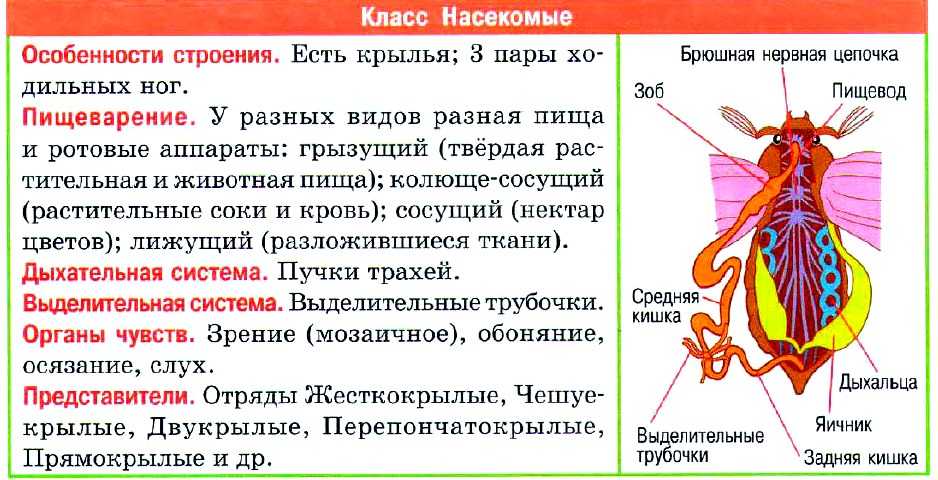 Нервная система членистоногих
