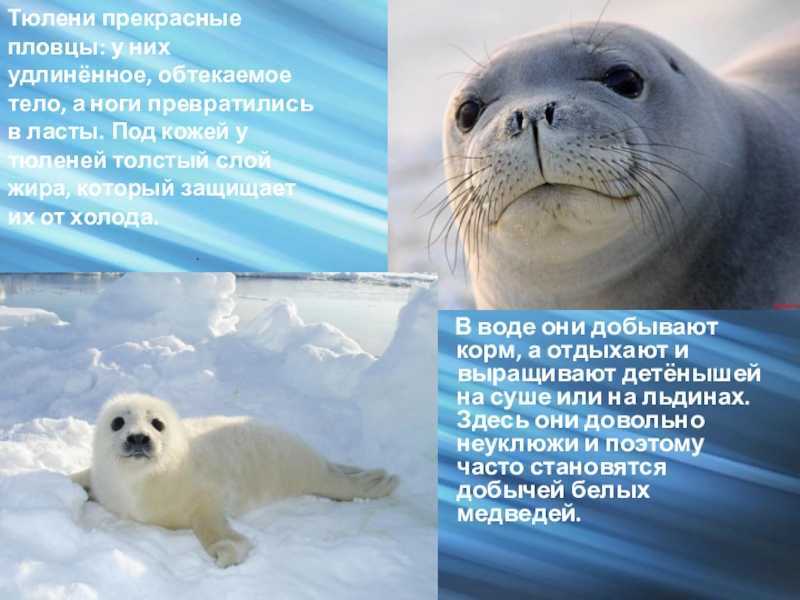 Арктическая пустыня