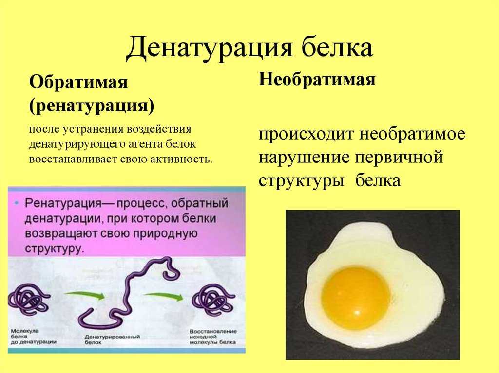 Таблица “функции белков”