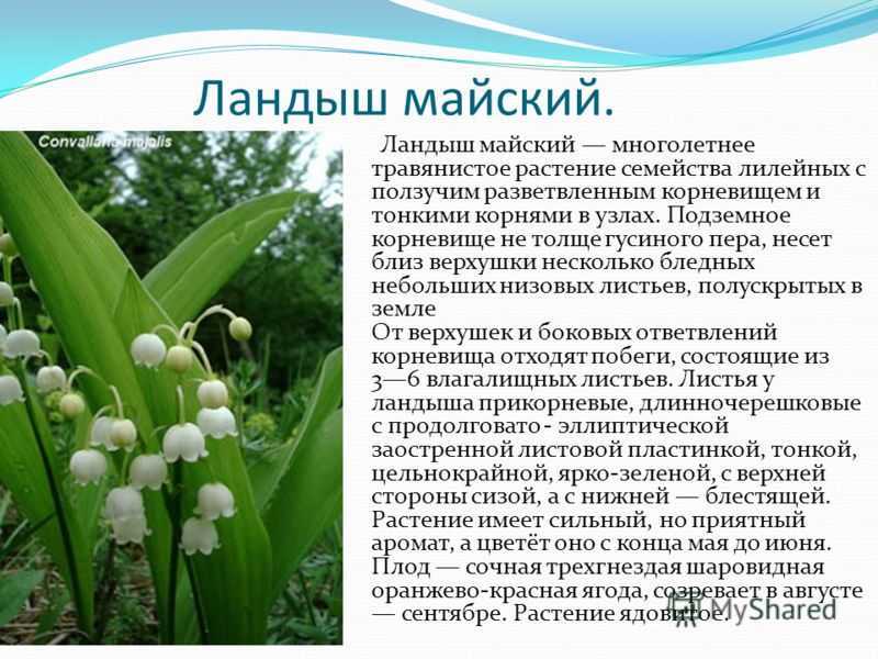 Необычные животные и растения россии