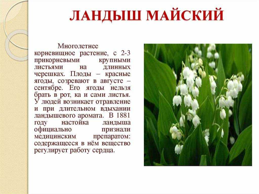 Растения красной книги россии 