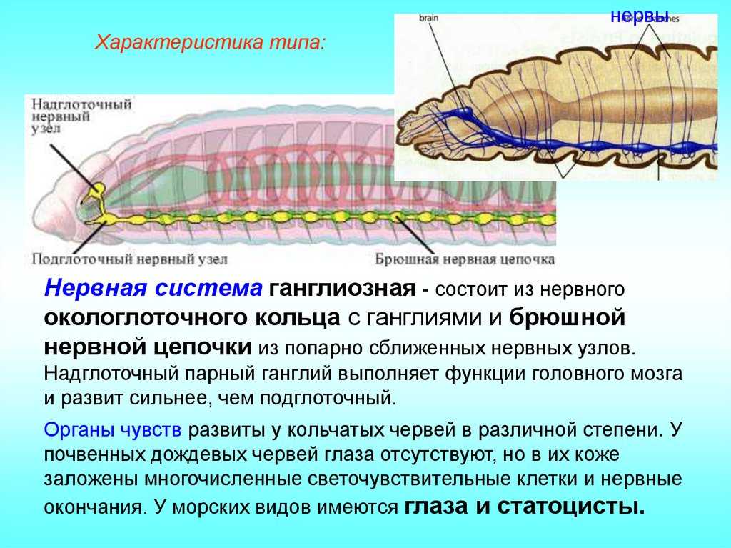 Значение пояска на теле дождевого червя, биология