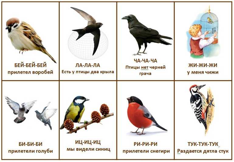 Загадки про птиц ✅ блог iqsha.ru