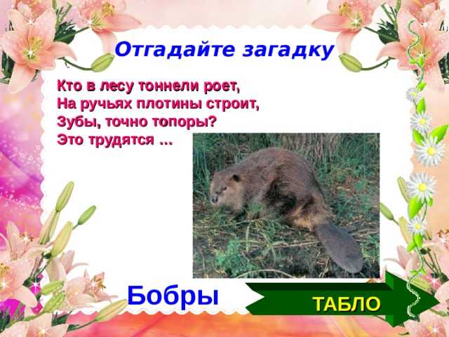 Загадки про животных для детей с ответами ✅ блог iqsha.ru