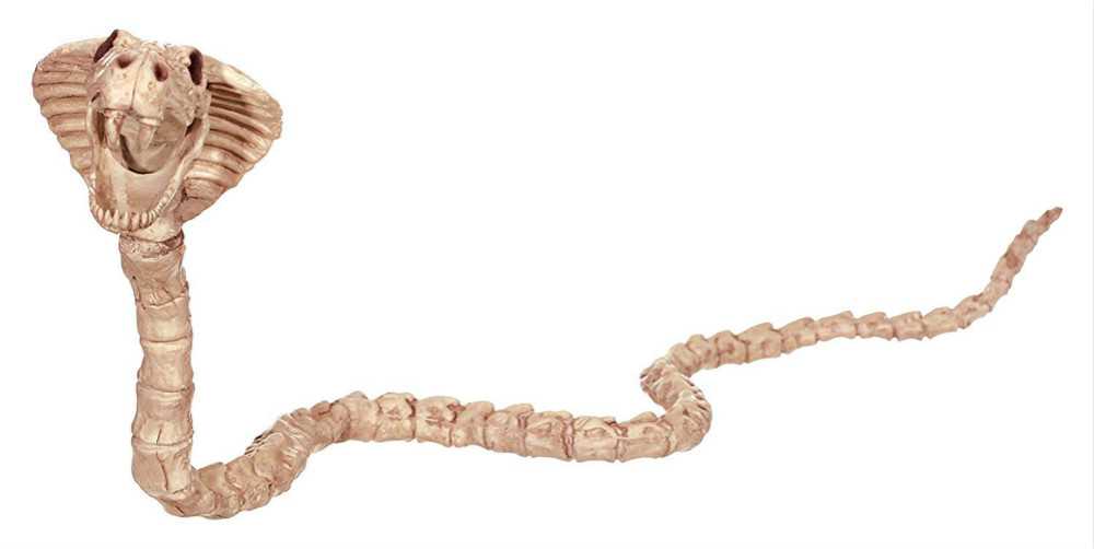 Строение змеи органы. есть ли у змеи скелет? внешние особенности и особенности строения змей