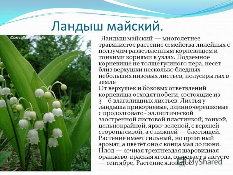 Ландыш из красной книги: виды (майский и др.), интересные факты, фото, как выглядит