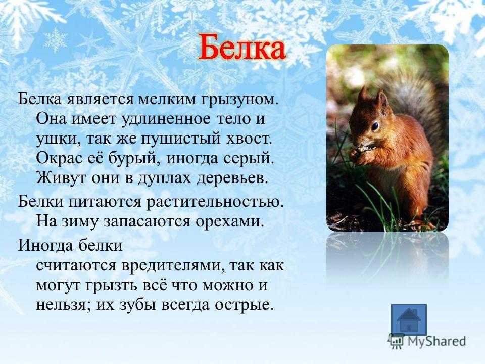 "интересная встреча с животным": топ-7 лучших сочинений 2023 года!